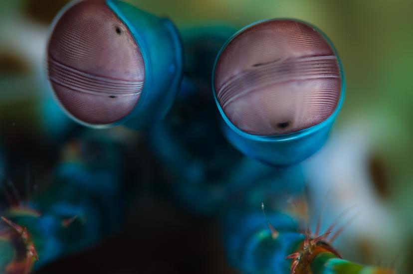 Mantis shrimp eye polarimetric image sensor