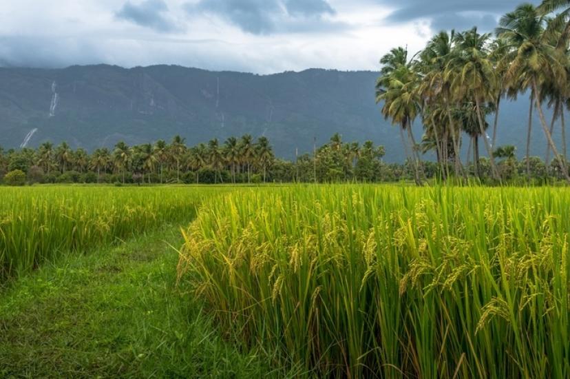 Paddy field shutterstock