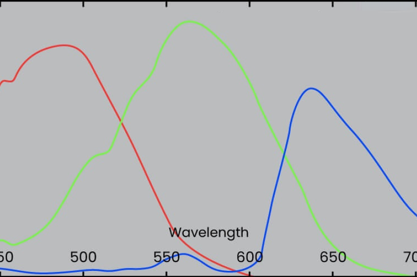 The range of wavelengths an image sensor can detect is determined by its spectral sensitivity