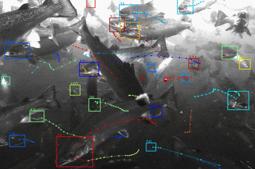 Tidal autonomous fish feeding software