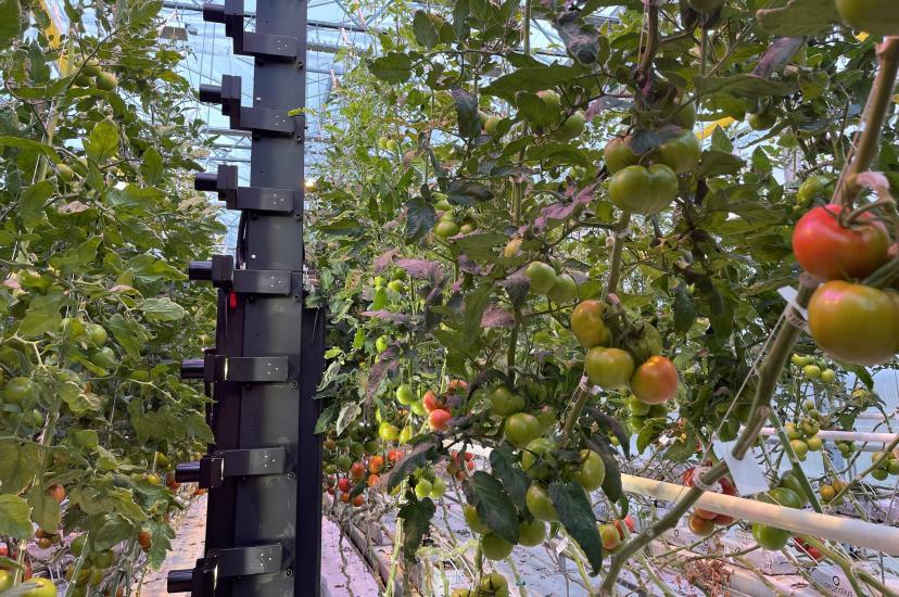 LUNA combines machine vision and AI to future-proof greenhouse operations
