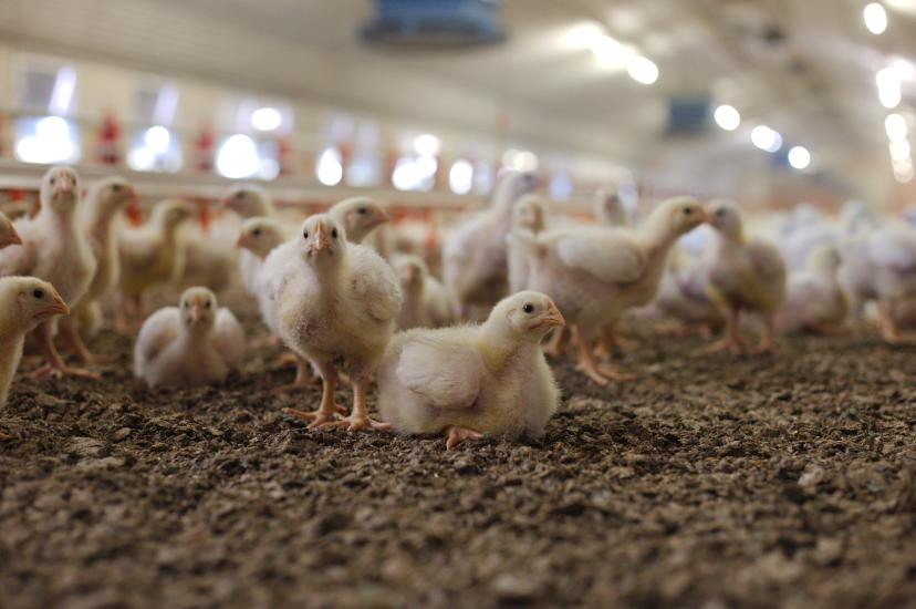Poultry farm