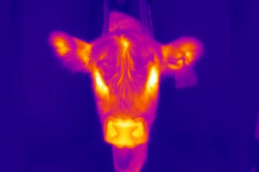 Thermal image of a calf