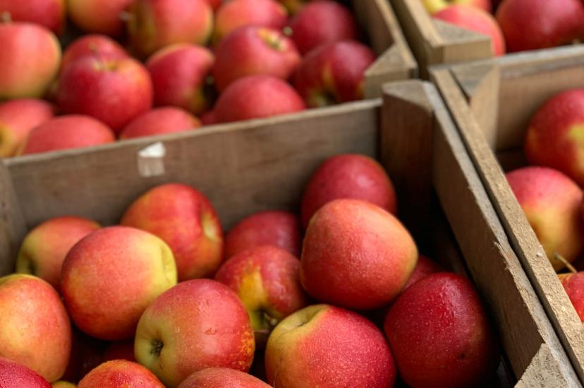 Harvested apples