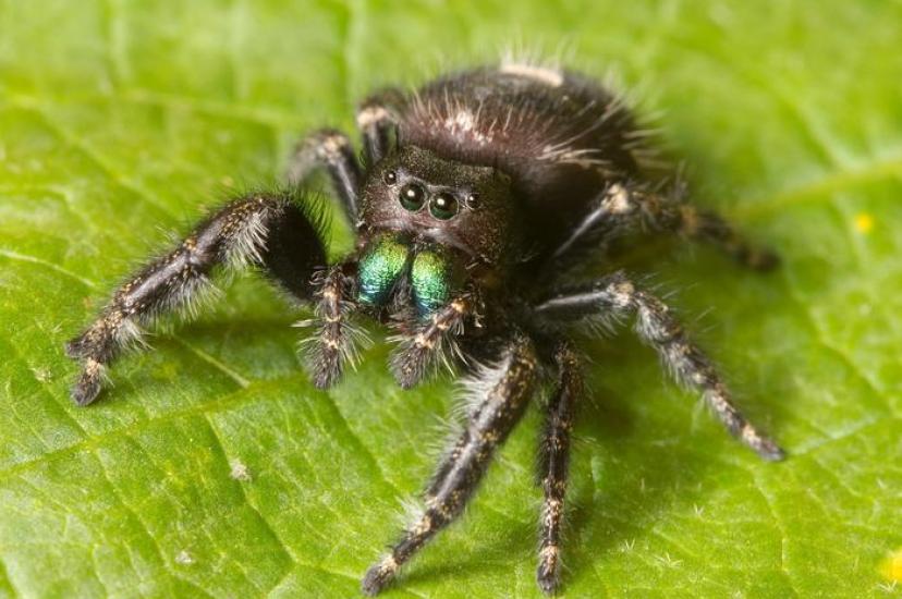 Jumping spider