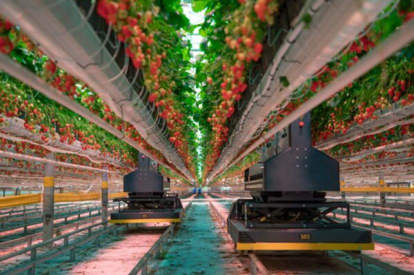 AI vision used in strawberry growing system in commercial greenhouse
