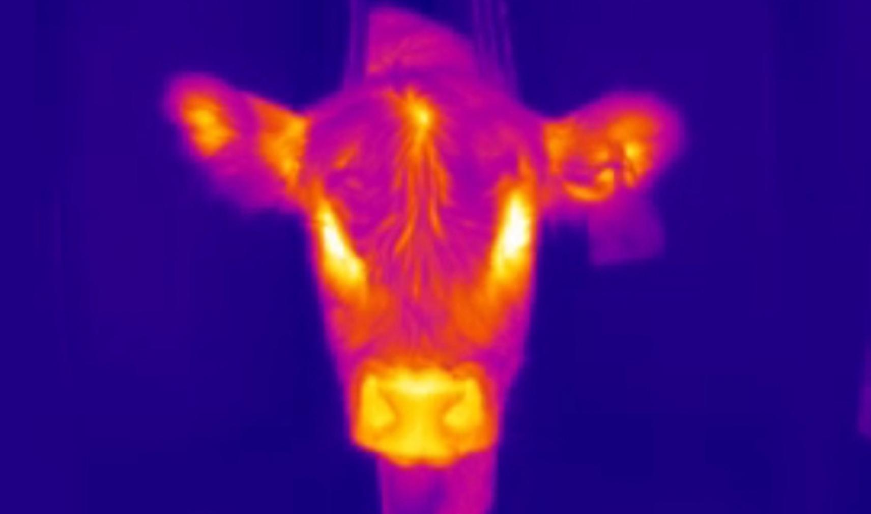 Thermal image of a calf