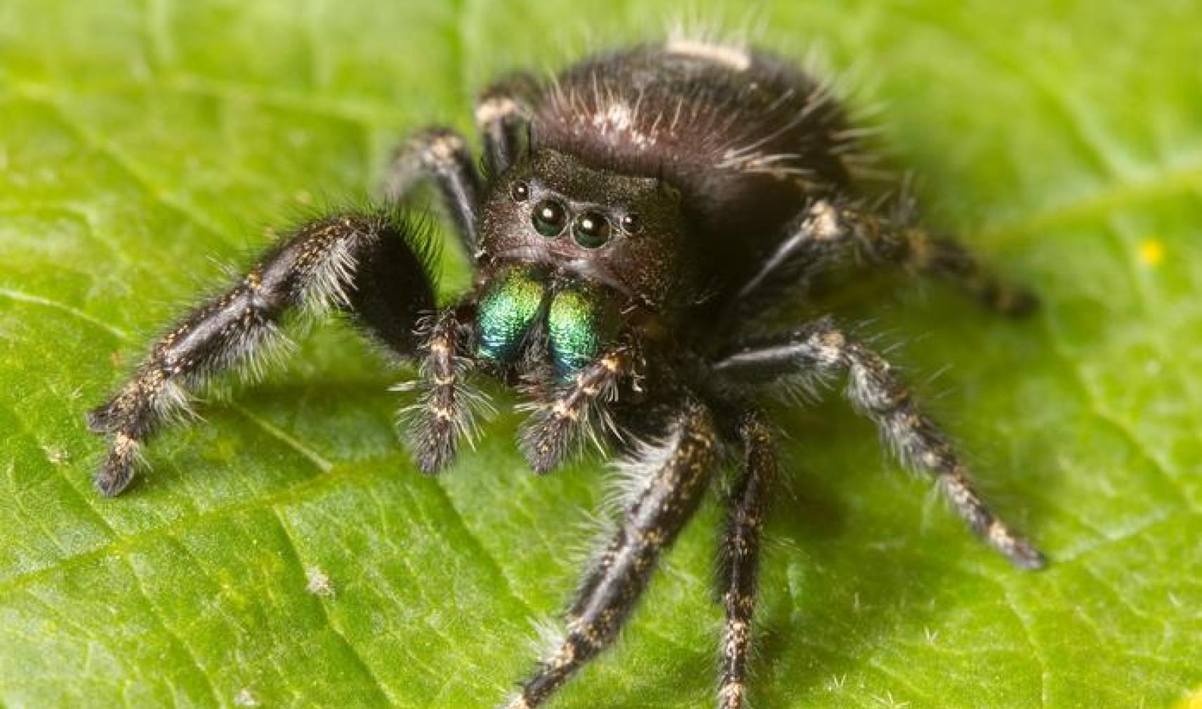 Jumping spider