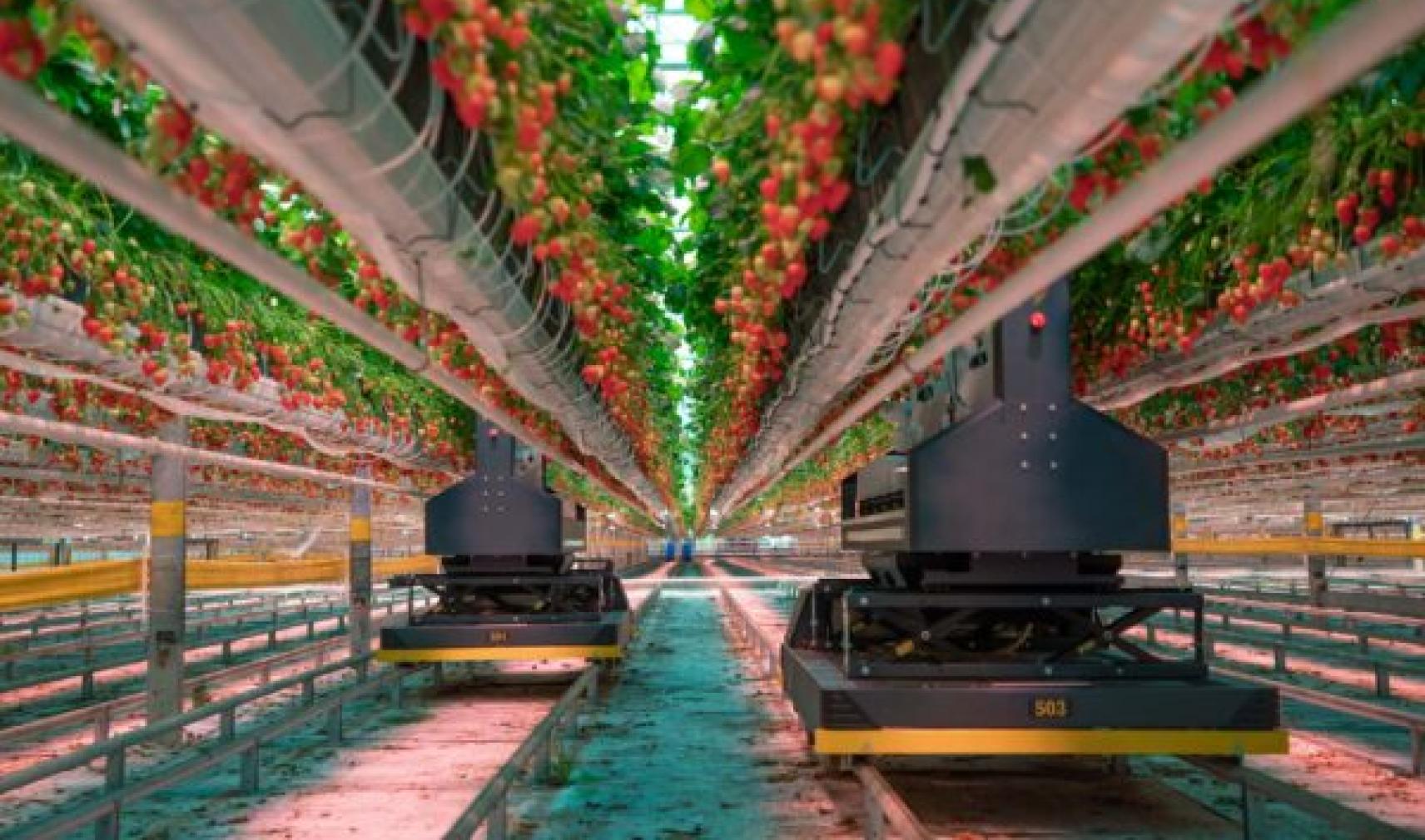 AI vision used in strawberry growing system in commercial greenhouse