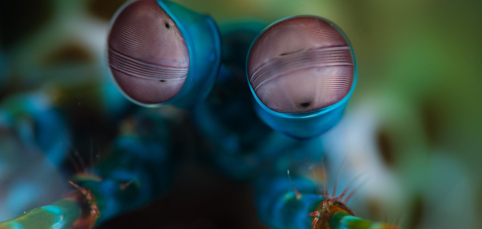 Mantis shrimp eye polarimetric image sensor