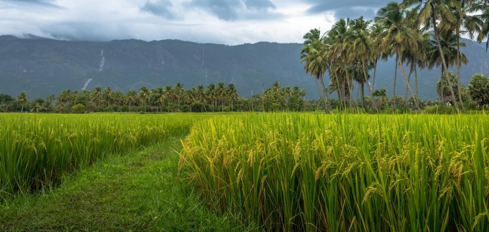 Paddy field shutterstock