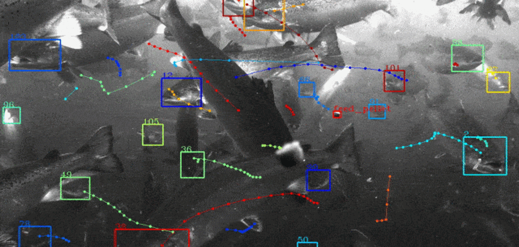 Tidal autonomous fish feeding software