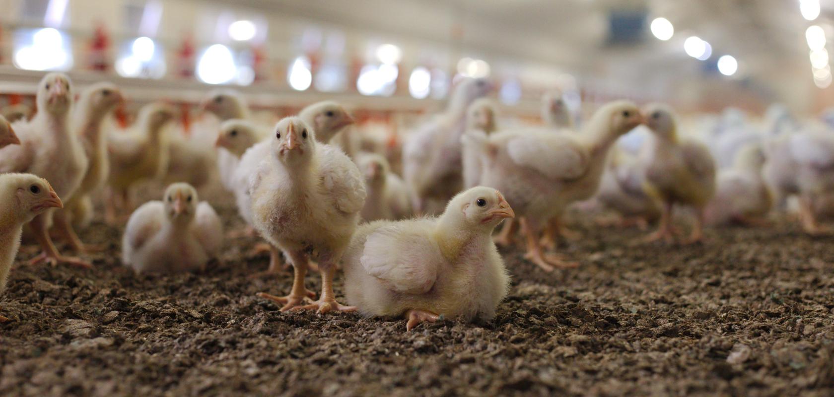 Poultry farm