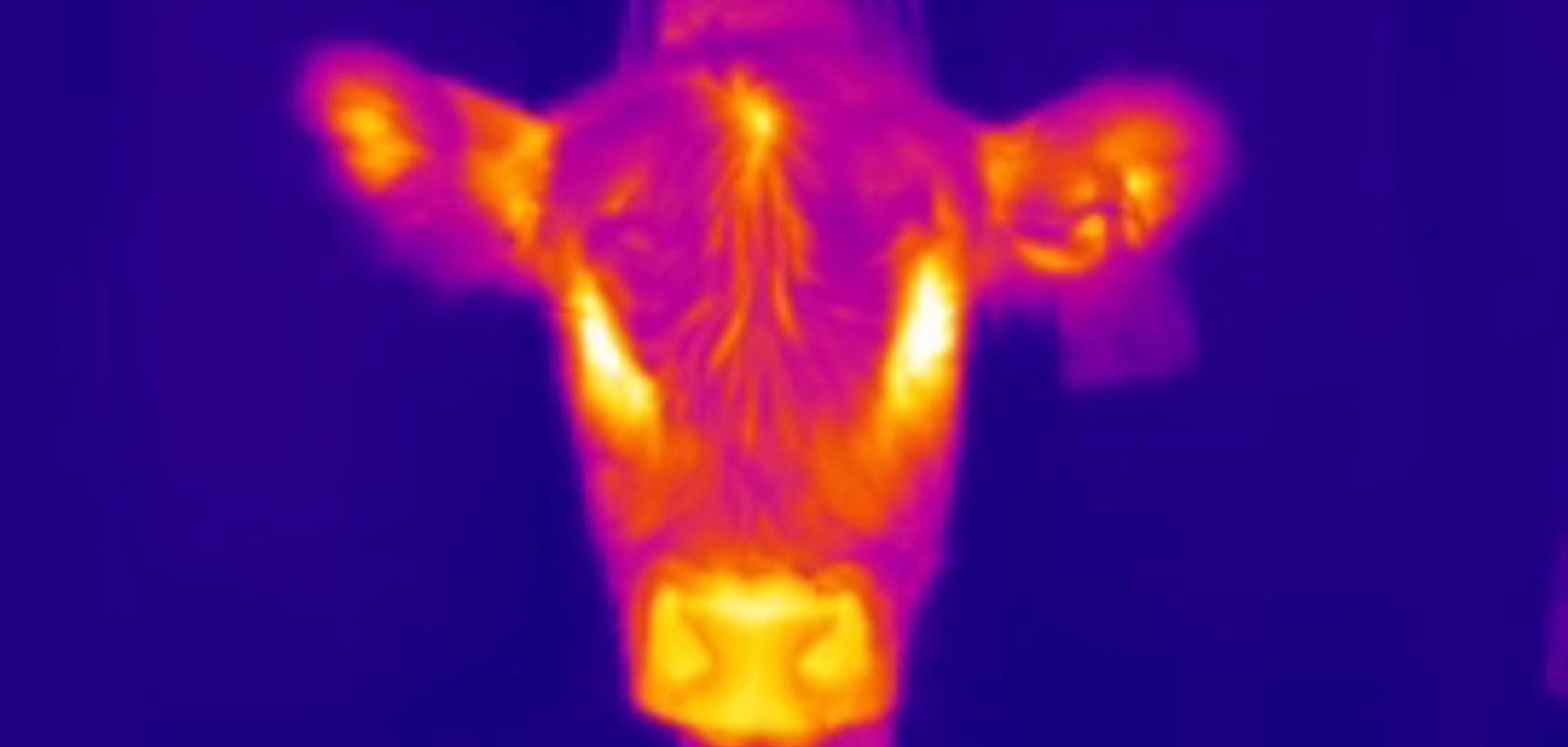 Thermal image of a calf