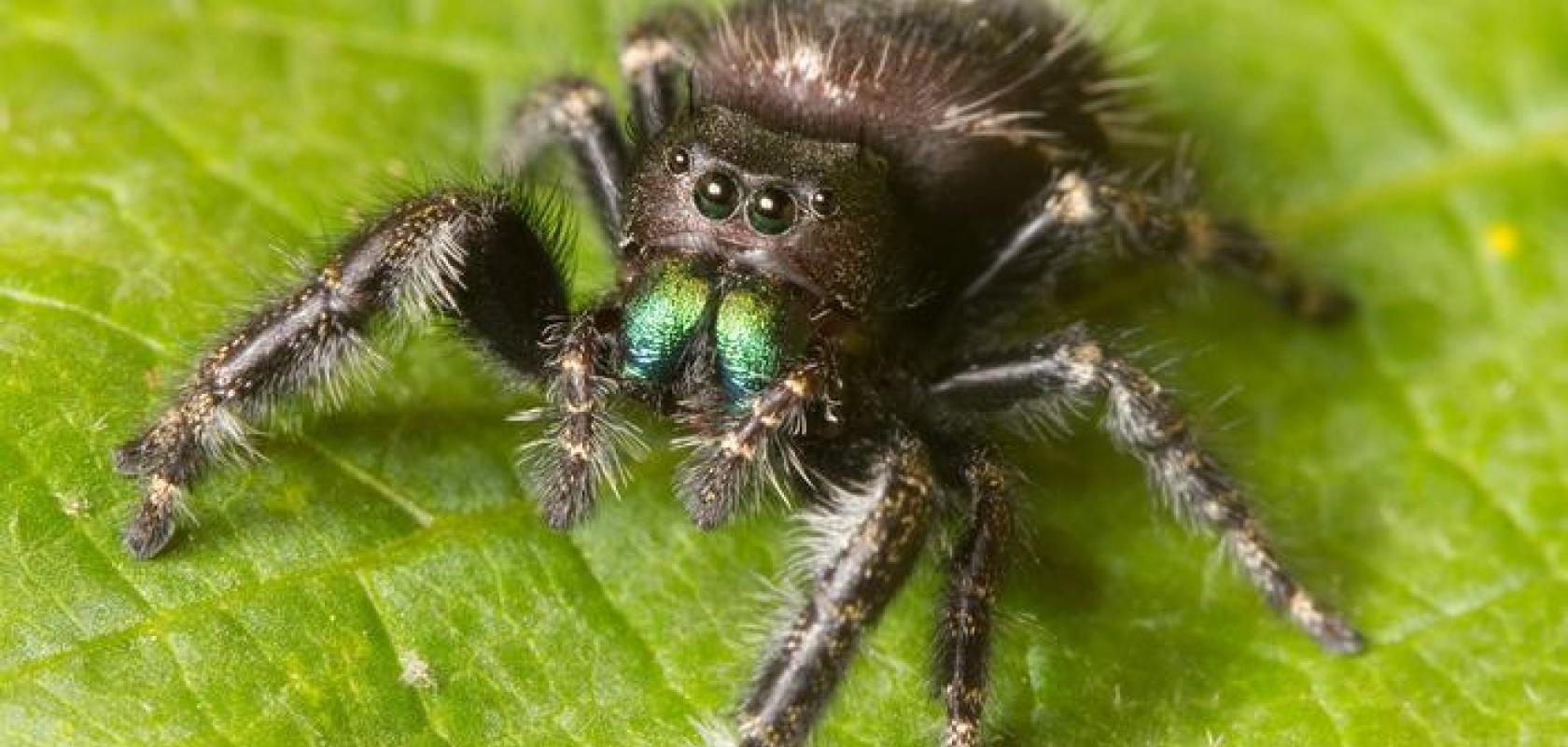 Jumping spider
