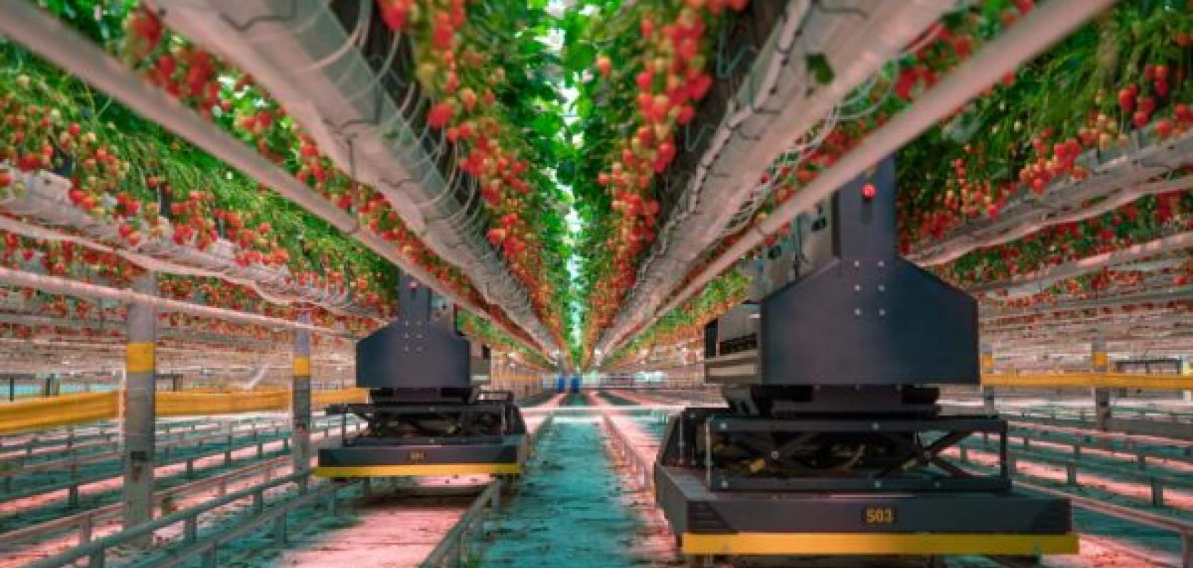 AI vision used in strawberry growing system in commercial greenhouse