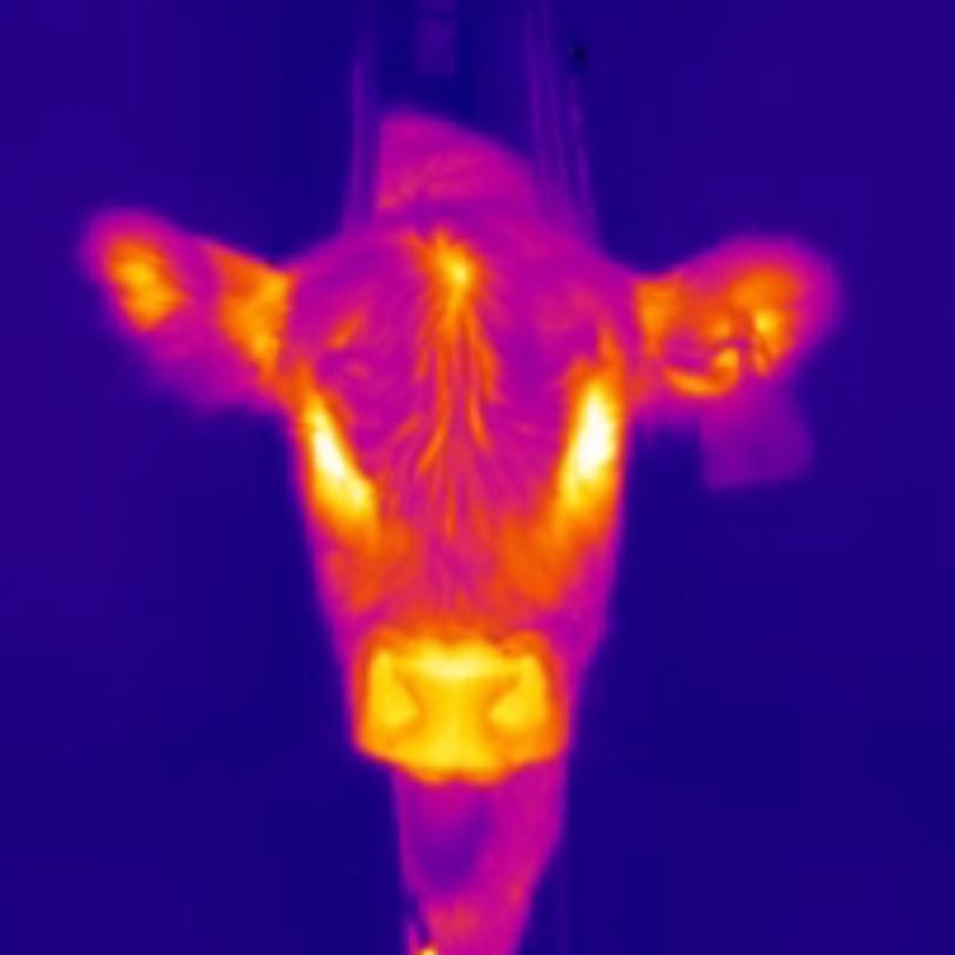 Thermal image of a calf