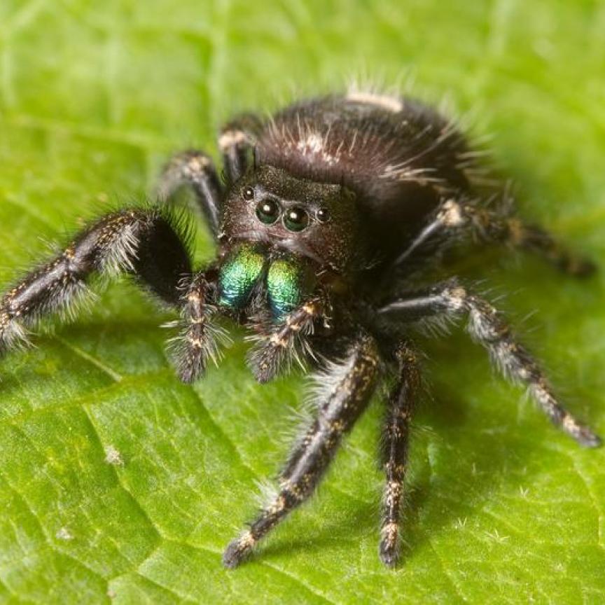 Jumping spider