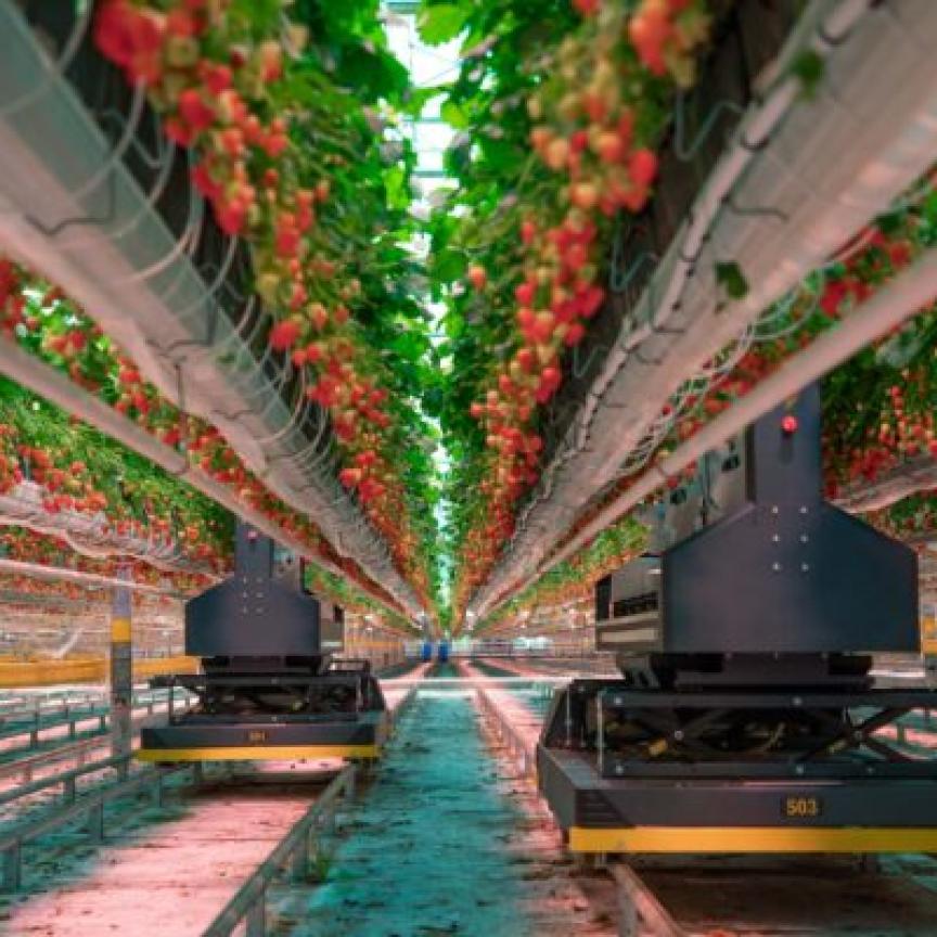 AI vision used in strawberry growing system in commercial greenhouse